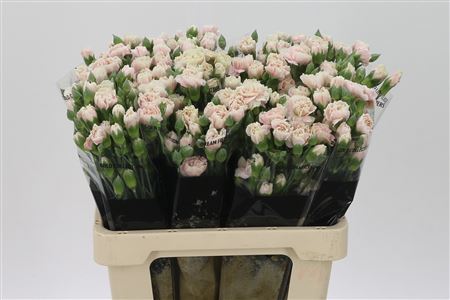 Karafiát Di Tr Lucia 60 cm