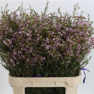 Chamelaucium Early Nir Light Pink – jemný svetloružový rezaný kvet, dĺžka 60 cm