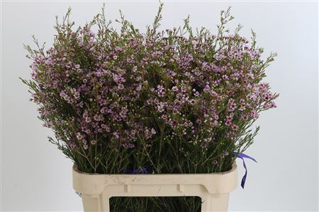 Chamelauc Early Nir Light Pink – čerstvý rezaný kvet, dĺžka: 80 cm, pôvod: ZA