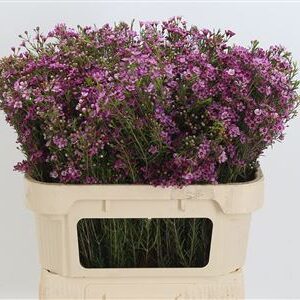 Chamelaucium Eden Purple – čerstvý fialový rezaný kvet, dĺžka 70 cm