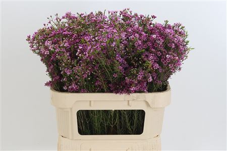 Chamelaucium Eden Purple – čerstvý fialový rezaný kvet, dĺžka 70 cm