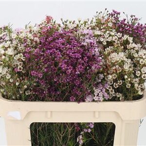 Chamelaucium Morning Delight 40 cm