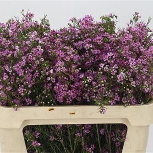 Chamelaucium Eden Purple – čerstvý fialový rezaný kvet, dĺžka 70 cm