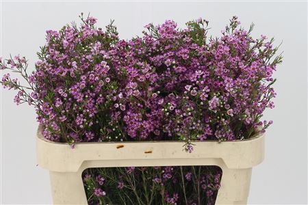 Chamelaucium Eden Purple – čerstvý fialový rezaný kvet, dĺžka 70 cm
