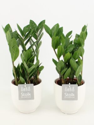 Pl Zamioculcas Zamiifolia In Liv Ceramic