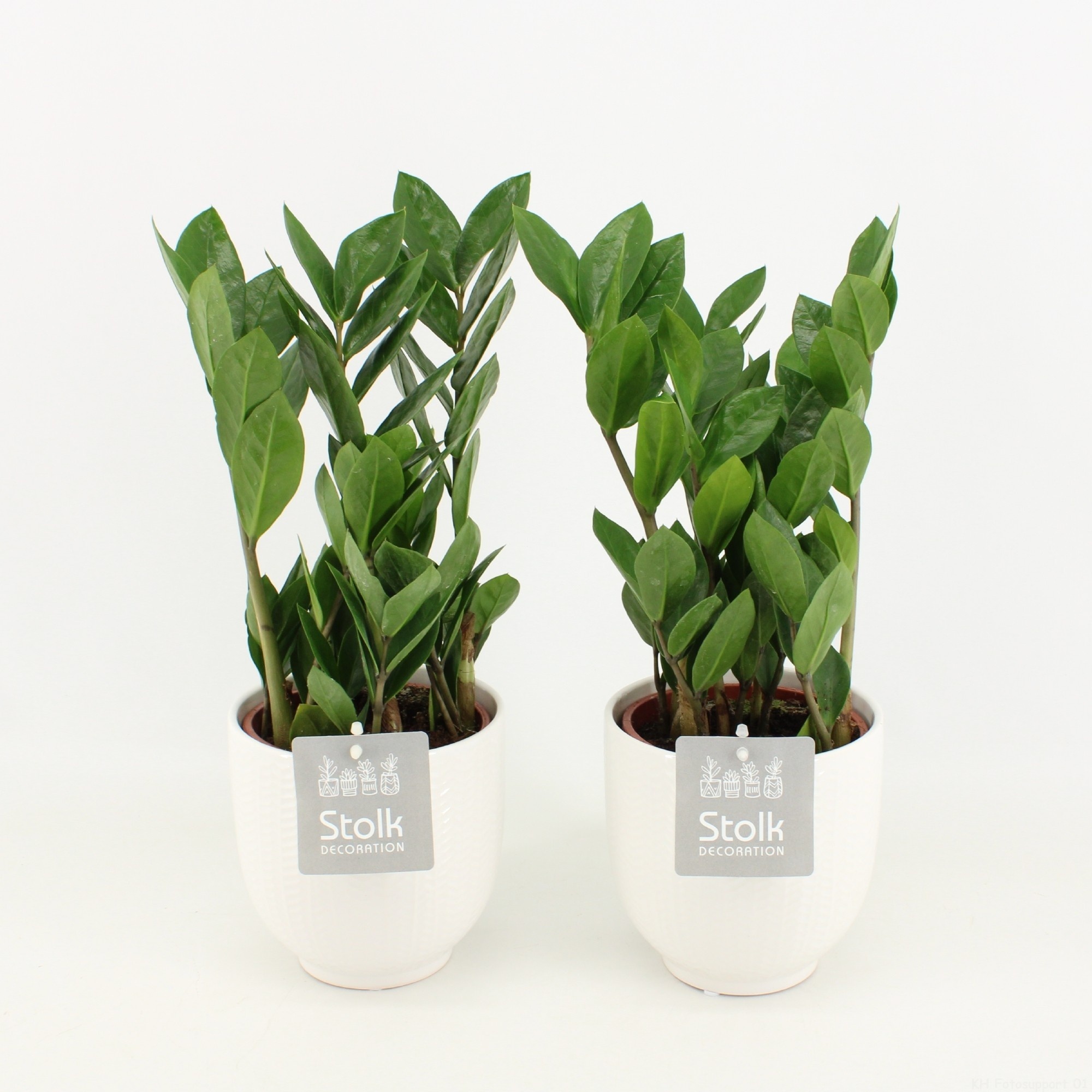 Pl Zamioculcas Zamiifolia In Liv Ceramic