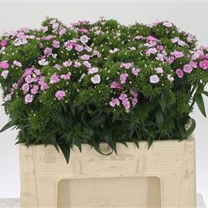 Karafiát Di Barb Mixed 55 cm