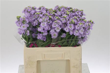 Matth Impala Marine – čerstvý rezaný kvet, dĺžka: 62 cm, pôvod: NL