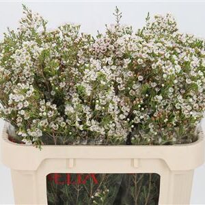 Chamelaucium Morning Delight 40 cm