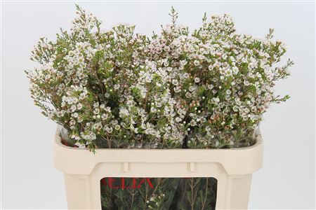 Chamelauc Morning Delight – čerstvý rezaný kvet, dĺžka: 70 cm, pôvod: ZA