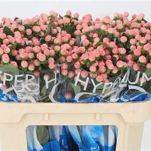 Hypericum Coco Tiamo krémový rezaný kvet