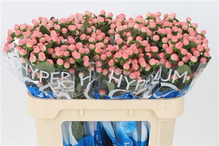 Hypericum Coco Tiamo krémový rezaný kvet