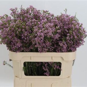 Chamelauc Wendy Rose – čerstvý rezaný kvet, dĺžka: 70 cm, pôvod: PE