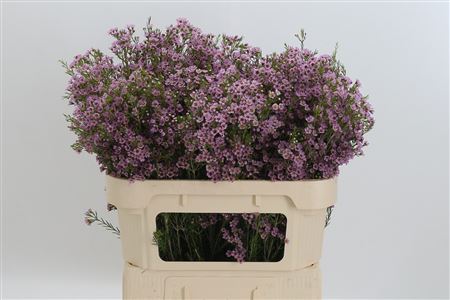 Chamelauc Wendy Rose – čerstvý rezaný kvet, dĺžka: 70 cm, pôvod: PE
