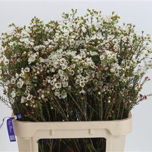 Chamelaucium Sexy Bloom – čerstvý rezaný kvet s dĺžkou 80 cm