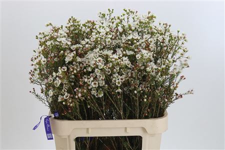 Chamelaucium Sexy Bloom – čerstvý rezaný kvet s dĺžkou 80 cm