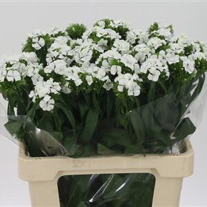 Di Barb White – čerstvý rezaný kvet, dĺžka: 55 cm, pôvod: NL