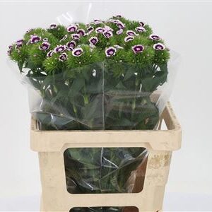 Di Barb Bicolor Purple - White – čerstvý rezaný kvet, dĺžka: 50 cm, pôvod: NL