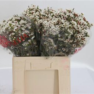 Chamelaucium Morning Delight 40 cm