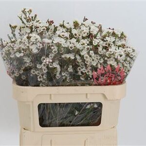 Chamelauc Moonlight Delight White – čerstvý rezaný kvet, dĺžka: 70 cm, pôvod: ZA