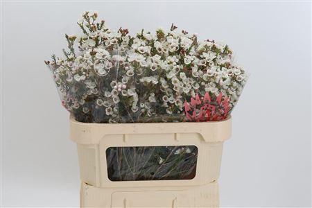 Chamelauc Moonlight Delight White – čerstvý rezaný kvet, dĺžka: 70 cm, pôvod: ZA
