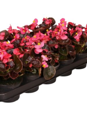 Pl Begonia Semp Donker Bladig Roze