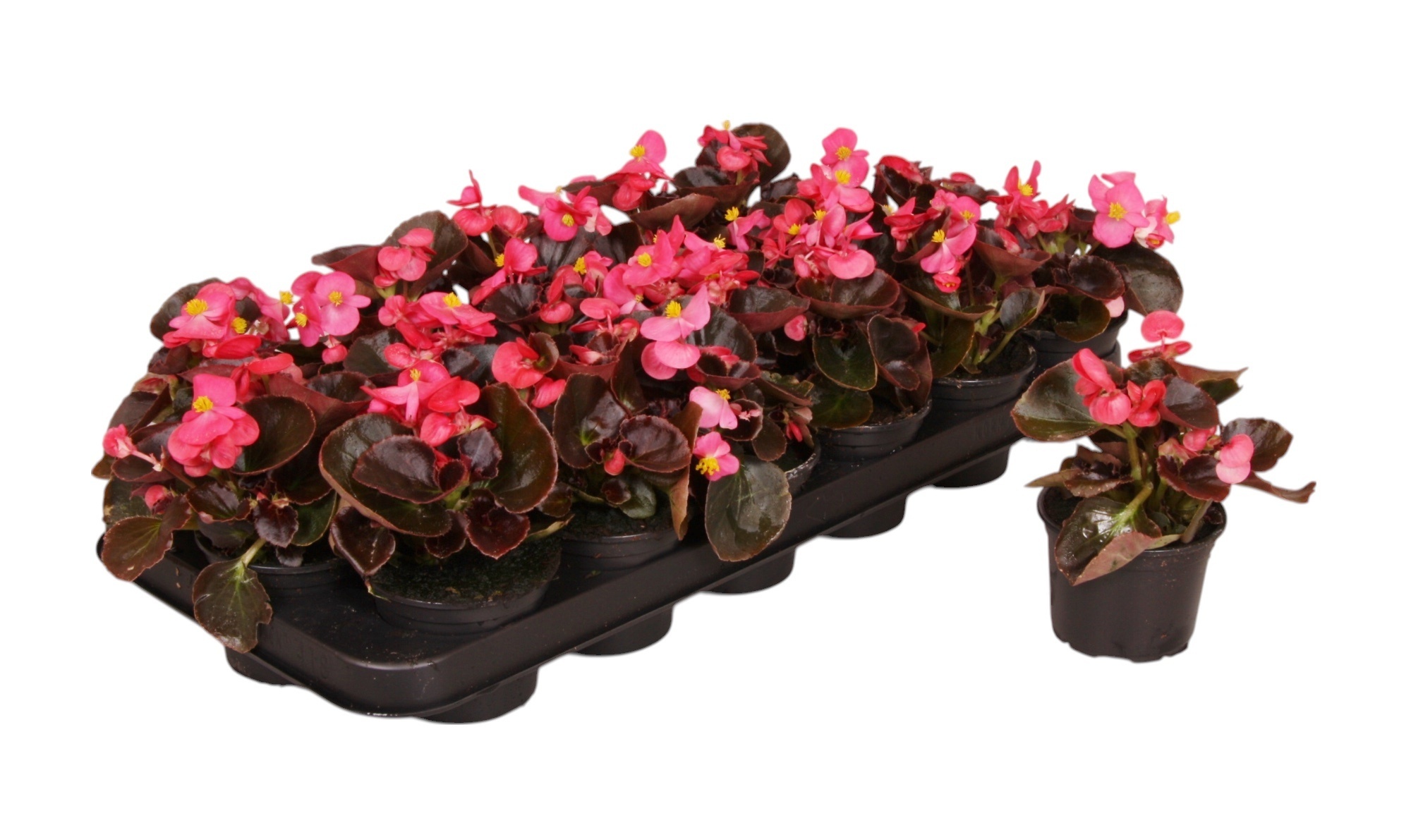 Pl Begonia Semp Donker Bladig Roze
