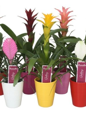 Pl Bromelia Mix Ribbel Keramiek