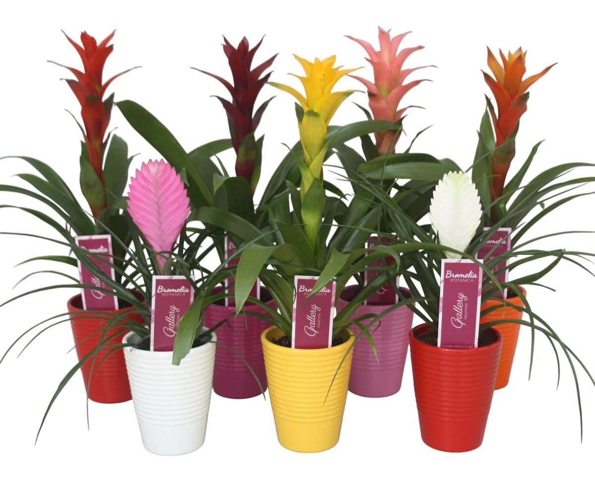 Pl Bromelia Mix Ribbel Keramiek