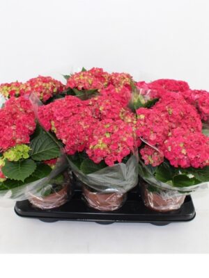 Pl Hydrangea Hi Fire Red 4+