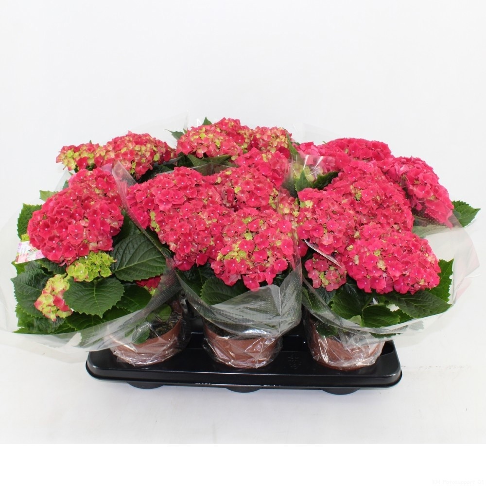 Pl Hydrangea Hi Fire Red 4+