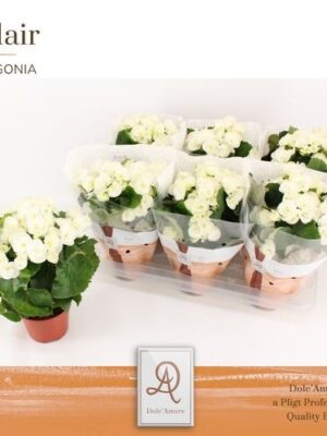 Pl Begonia Clara P14 Dolc'amore® Flair
