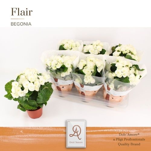 Pl Begonia Clara P14 Dolc'amore® Flair