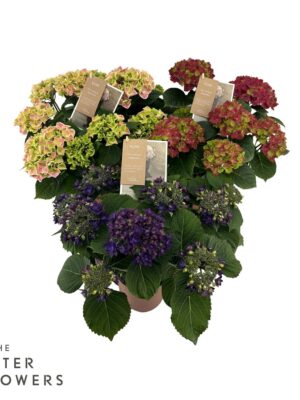 Pl Hydrangea Special Mix 4+