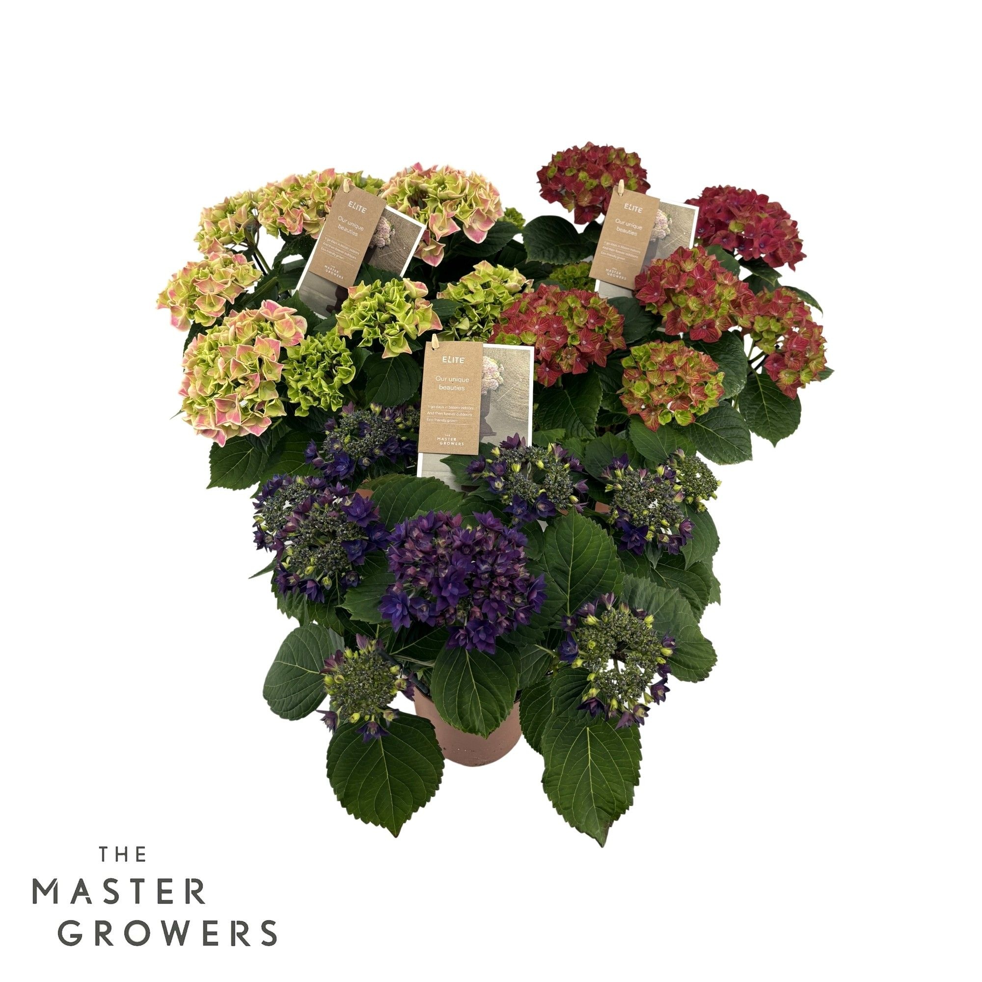 Pl Hydrangea Special Mix 4+