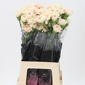 Zelenkastý rezaný karafiát Di St Apple Tea