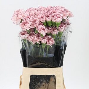 Karafiát Di St Mariposa 55 cm