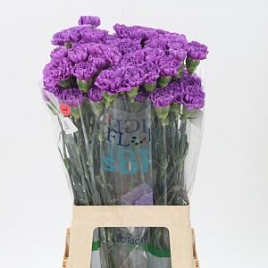 Di St Florigene Moonlite – čerstvý rezaný kvet, dĺžka: 70 cm, pôvod: CO