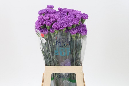 Di St Florigene Moonlite – čerstvý rezaný kvet, dĺžka: 70 cm, pôvod: CO