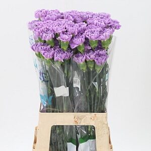 Karafiát Di St Florigene Moonaqua 65 cm