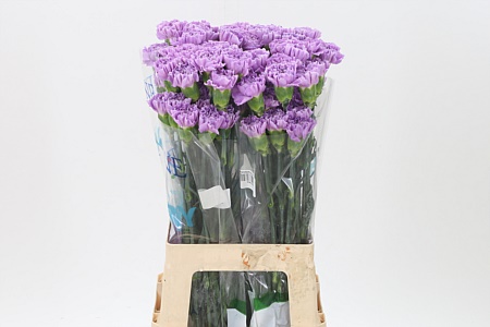 Karafiát Di St Florigene Moonaqua 65 cm