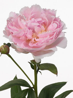 Paeonia Pillow Talk Pale Pink – čerstvý rezaný kvet, dĺžka: 60 cm, pôvod: NL