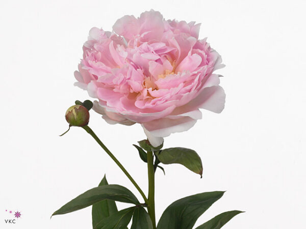 Paeonia Pillow Talk Pale Pink – čerstvý rezaný kvet, dĺžka: 60 cm, pôvod: NL