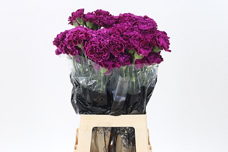 Di St Nobbio Violet – čerstvý rezaný kvet, dĺžka: 65 cm, pôvod: CO