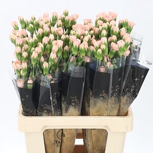 Karafiát Di Tr Hamada 60 cm