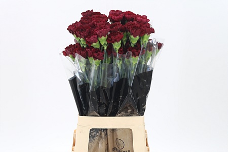 Karafiát Di St Zurigo 55 cm