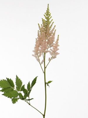 Astilbe China Vissions Inferno – čerstvý rezaný kvet, dĺžka: 45 cm, pôvod: NL