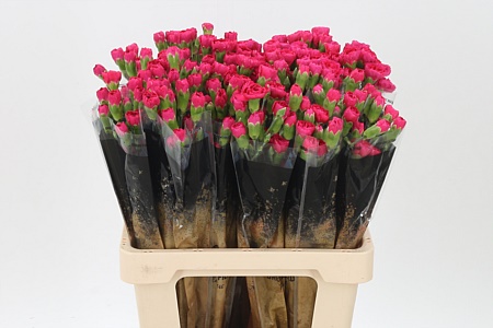 Karafiát Di Tr Pigeon 60 cm
