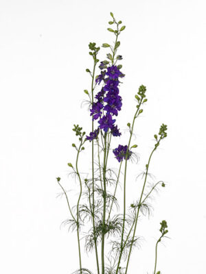 Delph (rids) Dark Blue – čerstvý rezaný kvet, dĺžka: 80 cm, pôvod: NL