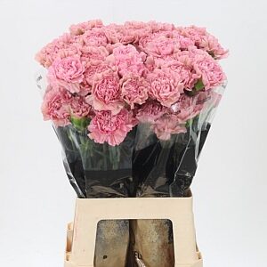 Ružový karafiát Di St Lege Pink s dĺžkou 60 cm